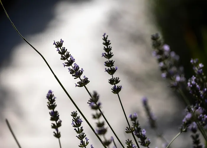Villa Saint-Ange Aix-en-Provence